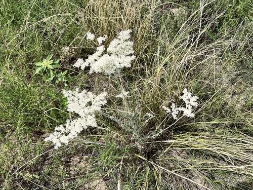 annual buckwheat