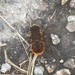 Eristalis circe - Photo (c) peregrine84, all rights reserved