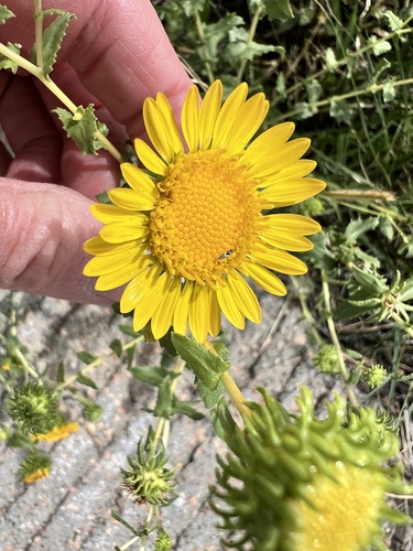 Curlycup Gumweed
