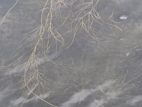 Fennel-leaf Pondweed