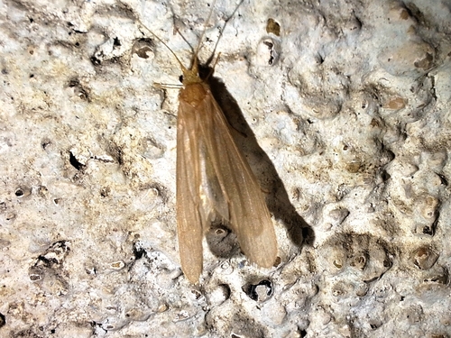 Oecetis ochracea