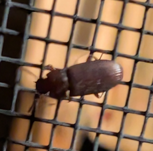 Larger Black Flour Beetle