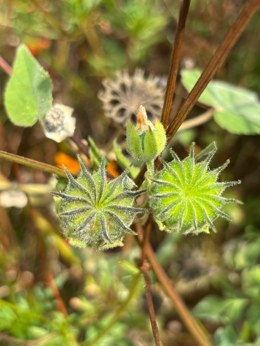 velvetleaf