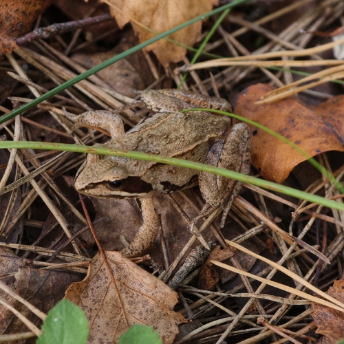 Moor Frog