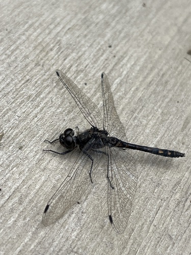 Black Meadowhawk
