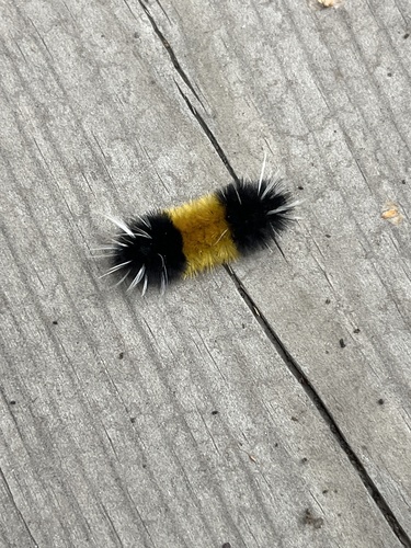Spotted Tussock Moth