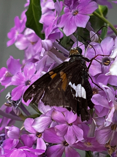 Silver-spotted Skipper