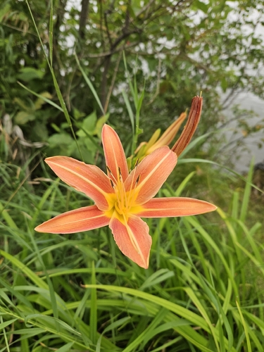 orange day-lily