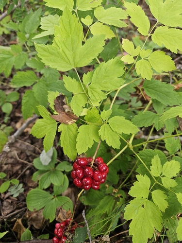 red-fruited red baneberry