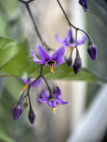 bittersweet nightshade