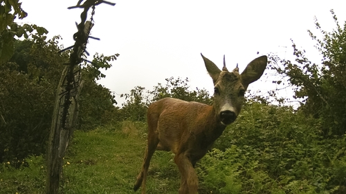 Western Roe Deer
