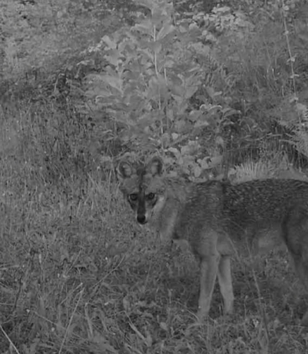 European Jackal