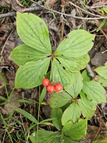 Canadian bunchberry