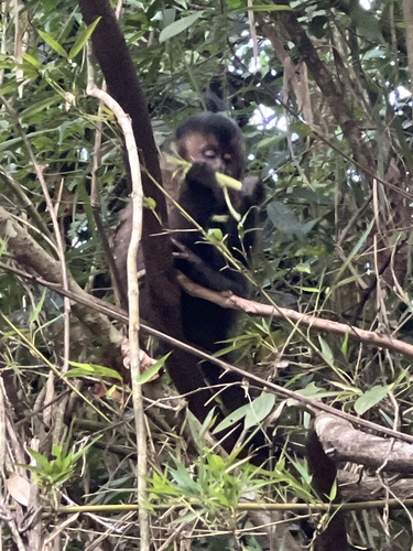 Black capuchin
