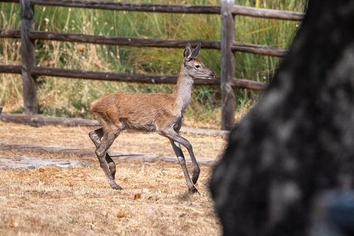 Red Deer