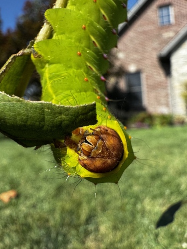 Polyphemus Moth