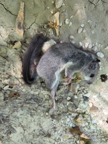 European Fat Dormouse