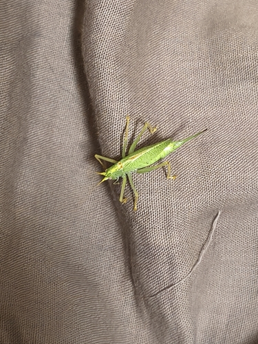 Oak Bush-cricket
