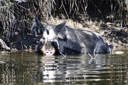 Wild Boar