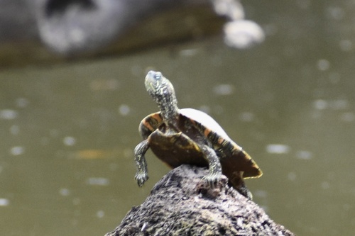 Texas Cooter