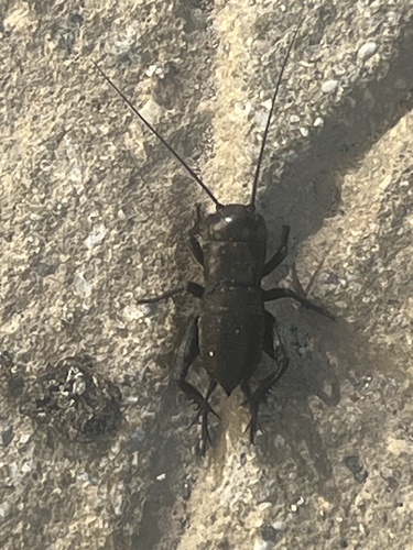 European Field Cricket
