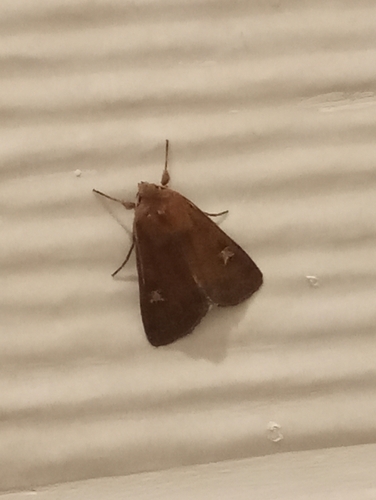 Square-spot Rustic