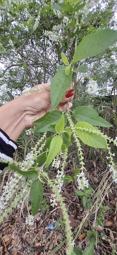 Sweet Almond Bush