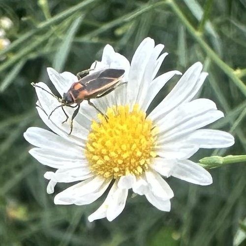 Orange-collared Seed Bug