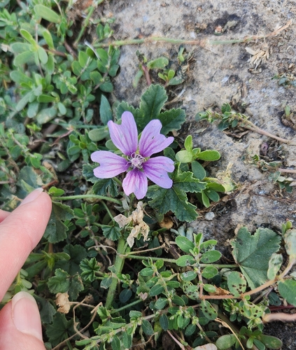 Common Mallow