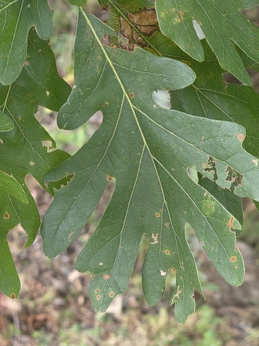 white oak
