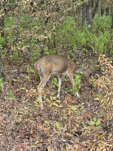 White-tailed Deer