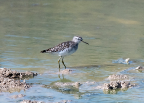 Wood Sandpiper