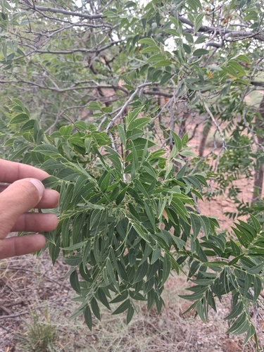 Western Soapberry