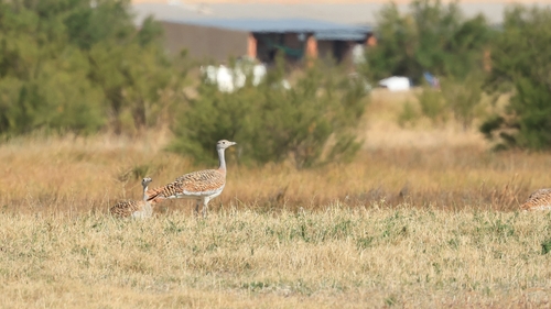 Great Bustard