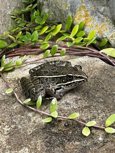 Plains Leopard Frog