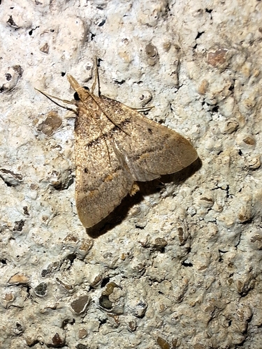 Stemmatophora brunnealis