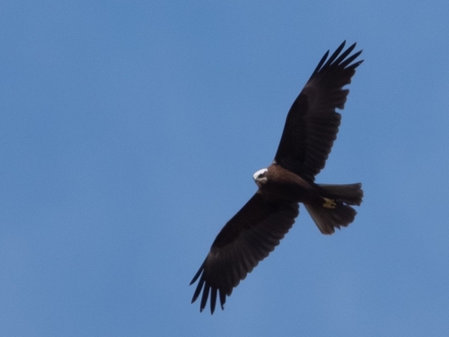Western Marsh Harrier