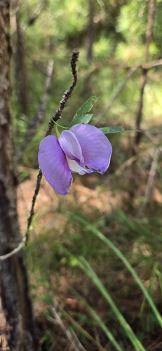 butterfly pea