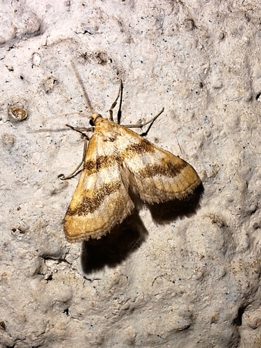 Metasia suppandalis