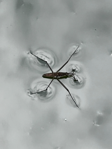 North American Common Water Strider