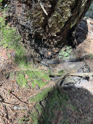 Adder