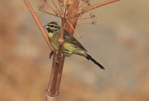 Cirl Bunting