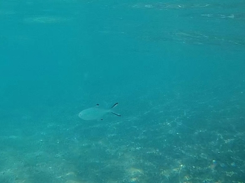 Pompano