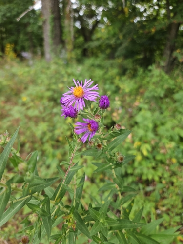 New England aster