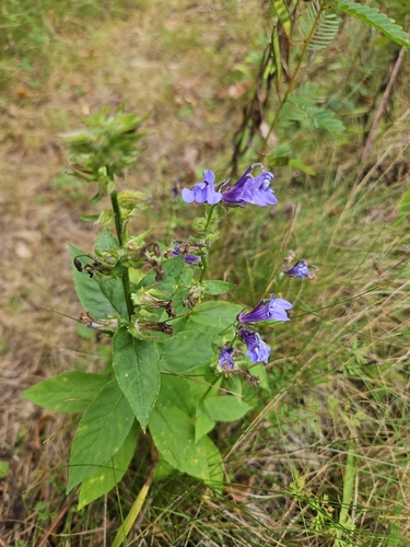 great blue lobelia