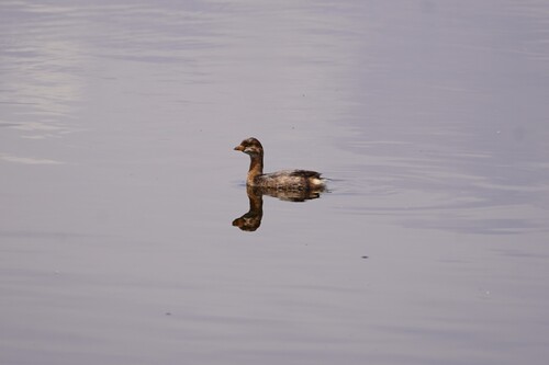 Pied-billed Grebe