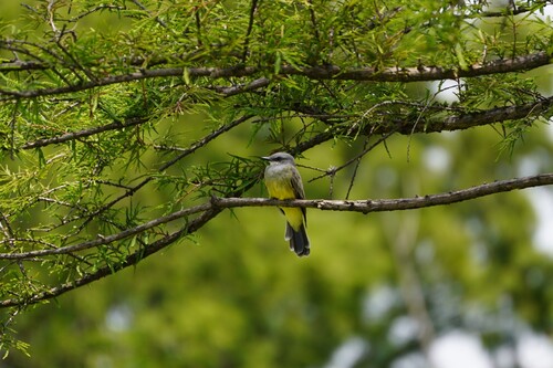 Cassin's Kingbird