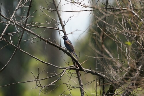 Blue Grosbeak