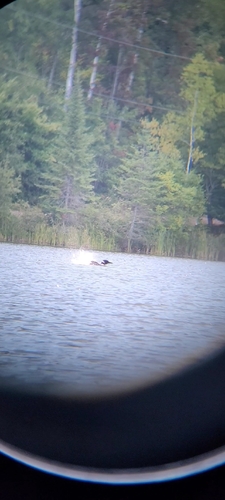 Common Loon