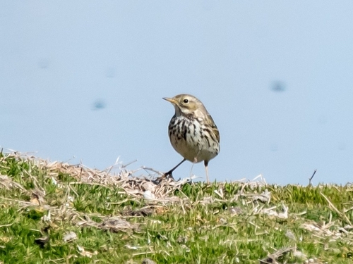 Meadow Pipit